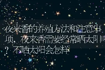 夜来香的养殖方法和注意事项