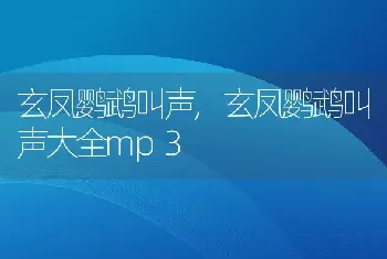 玄凤鹦鹉叫声,玄凤鹦鹉叫声大全mp3