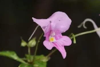 凤仙花的花包括哪些部分