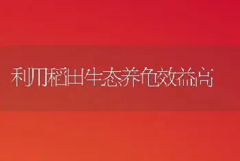 利用稻田生态养龟效益高