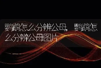 鹦鹉怎么分辨公母