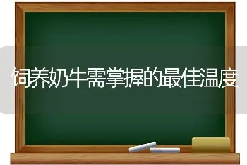 饲养奶牛需掌握的最佳温度