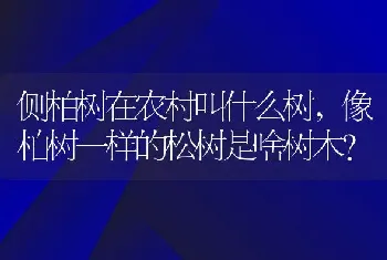 侧柏树在农村叫什么树