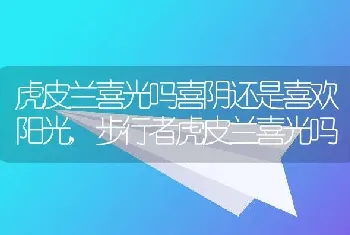 虎皮兰喜光吗喜阴还是喜欢阳光