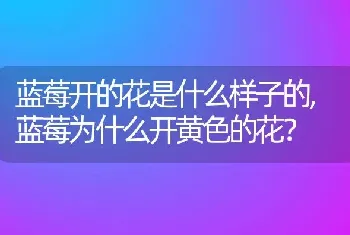 蓝莓开的花是什么样子的