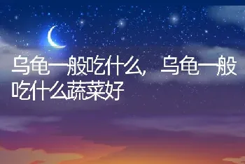 乌龟一般吃什么