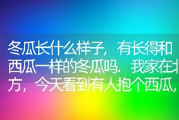 冬瓜长什么样子