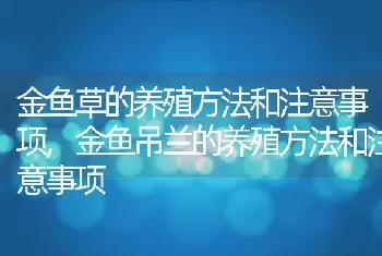 金鱼草的养殖方法和注意事项