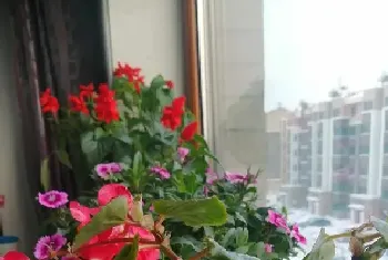 什么盆栽植物好养