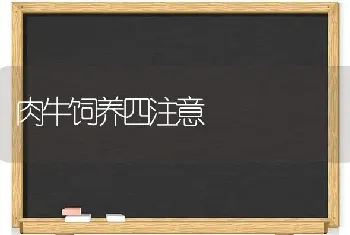 肉牛饲养四注意