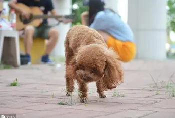 泰迪能吃西红柿吗