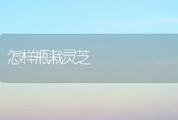 怎样瓶栽灵芝