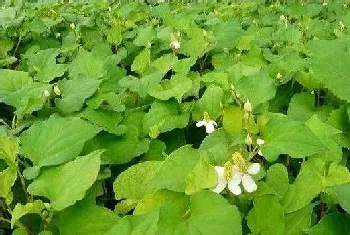 秋季养鸡秘诀：鱼腥草加金荞麦去除鸡病的方法