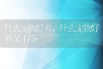 什么宠物好养