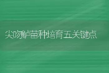 尖吻鲈苗种培育五关键点