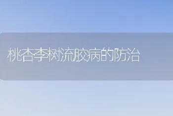 桃杏李树流胶病的防治