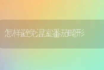 怎样避免温室番茄畸形