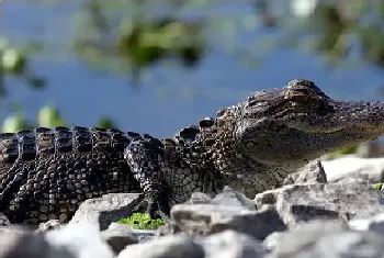 扒一扒鳄鱼油的神奇功效