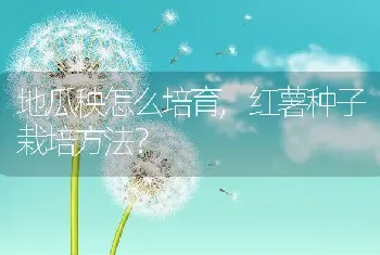 地瓜秧怎么培育