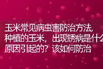 玉米常见病虫害防治方法