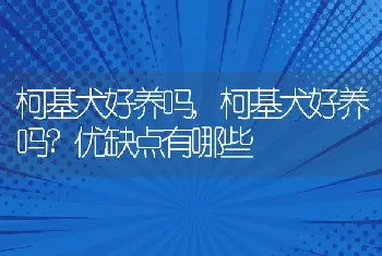 柯基犬好养吗,柯基犬好养吗?优缺点有哪些