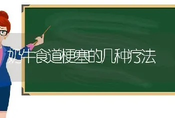 奶牛食道梗塞的几种疗法