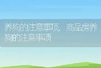 养狗的注意事项