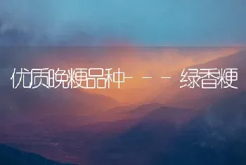 优质晚粳品种---绿香粳