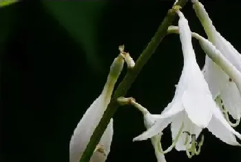 玉簪花不长叶子怎么办