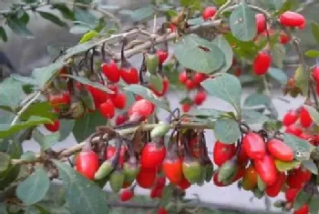 枸杞种植技术和栽培管理技术