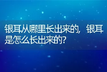 银耳从哪里长出来的