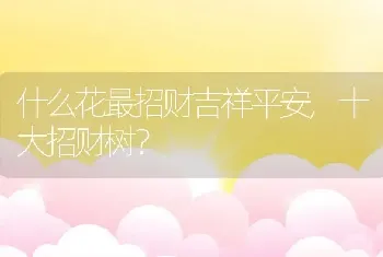 什么花最招财吉祥平安