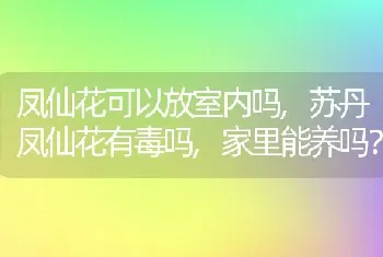 凤仙花可以放室内吗