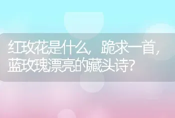 红玫花是什么