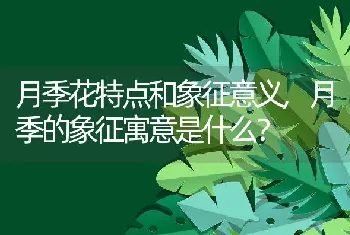 月季花特点和象征意义