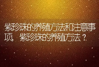 紫珍珠的养殖方法和注意事项