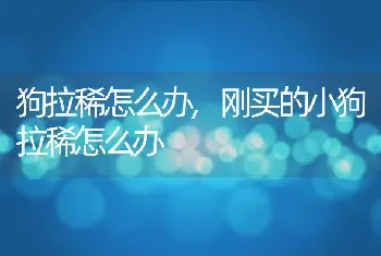 狗拉稀怎么办,刚买的小狗拉稀怎么办