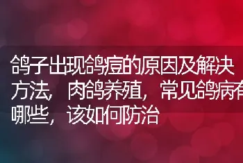 鸽子出现鸽痘的原因及解决方法