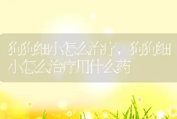 狗狗细小怎么治疗