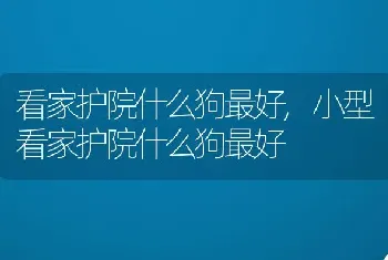 看家护院什么狗最好