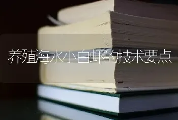 养殖海水小白虾的技术要点