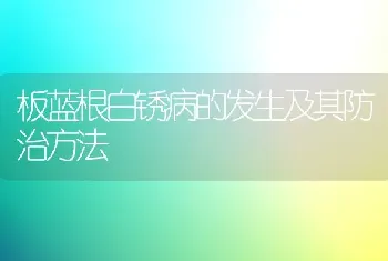 板蓝根白锈病的发生及其防治方法