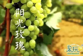 阳光玫瑰葡萄怎么种植