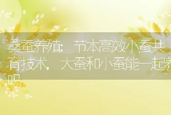 桑蚕养殖:节本高效小蚕共育技术