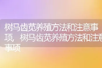 树马齿苋养殖方法和注意事项