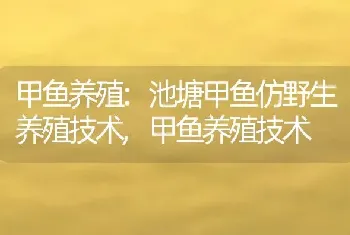 甲鱼养殖:池塘甲鱼仿野生养殖技术