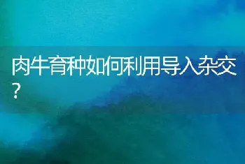 肉牛育种如何利用导入杂交?