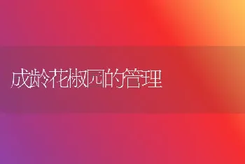 成龄花椒园的管理