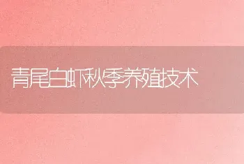 青尾白虾秋季养殖技术