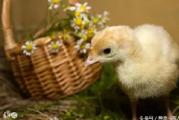 雏鸡是什么意思